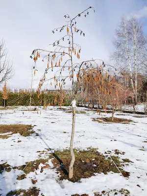 Купить Ольха кора (кора Ольхи) 100 грамм в Харькове от компании \"Фитомаркет  «Хлорофитум»\" - 562681354