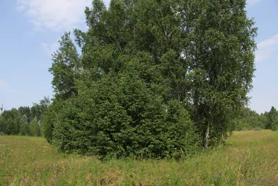 Ольха непальская – дерево и древесина – Alnus nepalensis