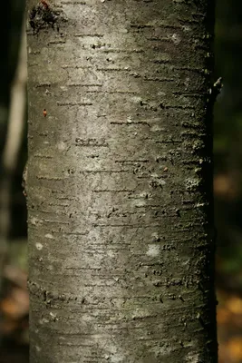 Дерево ольха (70 фото): как выглядит, где растет, чем отличается от других  деревьев. Описание текстуры, свойств, характеристик, плюсов и минусов