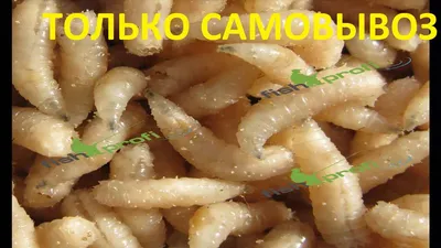 Купить опарыш белый