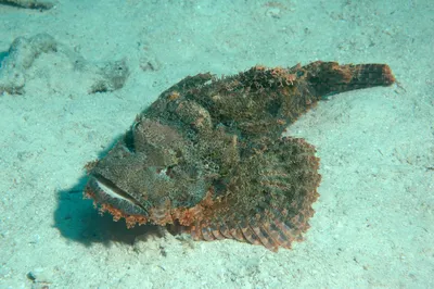 Рыбы Красного моря - фото с названиями и описанием