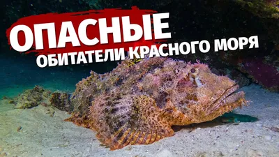 обитатели красного моря - опасная рыба, которая в настоящее время хочет  спрятаться возле кораллов Стоковое Изображение - изображение насчитывающей  сад, жителя: 229029511