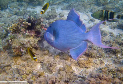 Ryba_hirurg_Sohal_Aravijskij_hirurg_Krasnoe_more_Egipet_Egypt_Red_Sea_opasnye_ryby  — RedSea Life