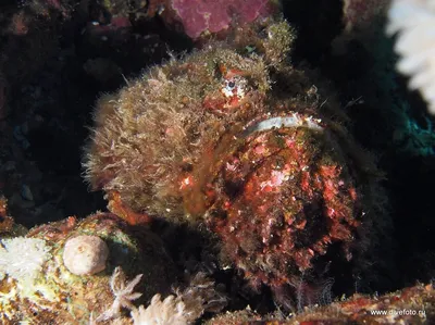 Рыбы Красного моря с названиями. Каталог. 2й Фильм. Fish of Red Sea.Опасные.  Египет. Шарм-Эль-Шейх. - YouTube