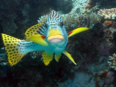 Подводный мир Красного моря …» — создано в Шедевруме