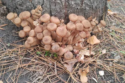 Опята пошли: томичи ринулись в лес за любимыми грибами | 05.09.2022 | Томск  - БезФормата