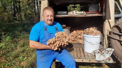 Лесные Грибы Опята В Лесу — стоковые фотографии и другие картинки Агарик -  Агарик, Без людей, Время года - iStock