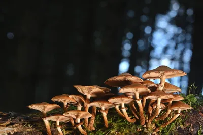 В лесу появились опята. Подписчики публикуют фото с ведрами грибов –  Колодищи Инфо