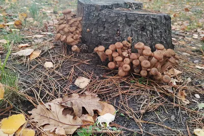 Опята в лесу. Совсем не оставляют свободного времени.🤣 За ними можно как  на работу ходить.😜 | Instagram