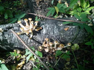 Опята осенние (Armillaria mellea) | Растения, Грибы, Дерево