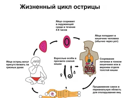 Как паразиты влияют на состояние кожи: признаки заражения организма  паразитами и методы лечения паразитарных заболеваний | Косметология и  эстетическая медицина | Дзен