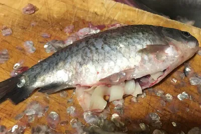 В чем опасность описторхоза в речной рыбе, как происходит заражение и  дальнейшее лечение | Рыбалка 63 | Дзен