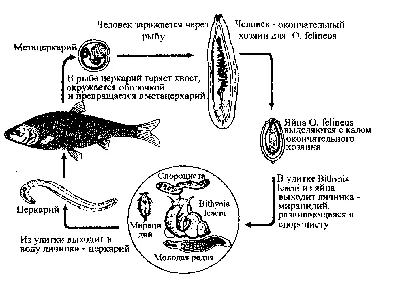 Речная рыба и наши болезни. Описторхоз и дифиллоботриоз. - БУ  \"Нижневартовский кожно-венерологический диспанс