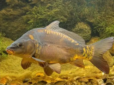 Чем опасна рыба: какие заболевания передаются с речной рыбой - 7 ноября  2021 - 74.ru