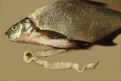 Эксперт рассказал, в чем опасность вяленой, сушеной и копченой рыбы —  TOMSK.RU