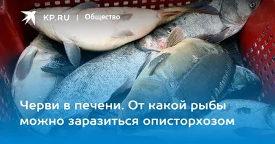 Биологические инвазии и болезни рыб | Животный мир и природа Красноярского  края