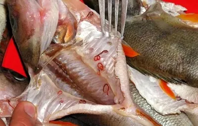 В нашей рыбе паразитов нет: в СЭС прокомментировали слухи о появлении  описторхоза в Узбекистане, Новости Узбекистана
