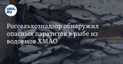 После отравления ребенка в Зауралье врачи выяснили, что почти вся рыба в  местных водоемах заражена личинками — URA.RU