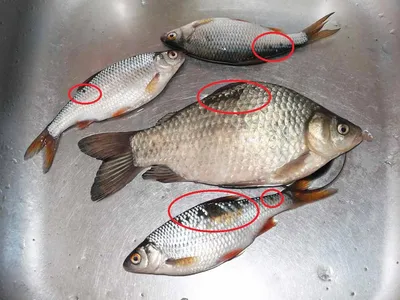 Употребление рыбы и продукции из неё связано с определёнными рисками  ::Выксунский рабочий