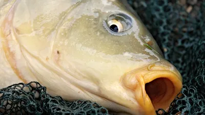 О рисках, связанных с употреблением рыбы и рыбной продукции » ФБУЗ ЦГиЭ в  Сахалинской области