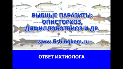 😳ОПИСТОРХОЗ ⠀ 🐟Заражение человека и животных происходит при употреблении  инвазированной, плохо обработанной (сырой, малосольной) рыбы.… | Instagram