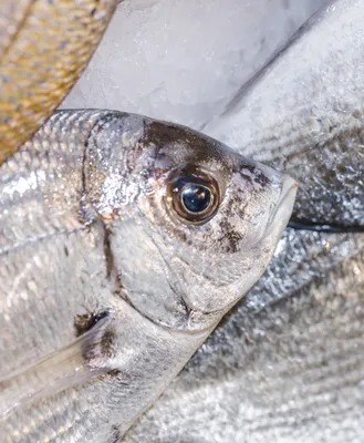 Какие паразиты могут быть в морской и речной рыбе и ее правильно готовить