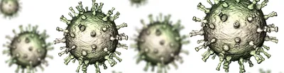 Вирус герпеса -3 (продолжение) – Опоясывающий лишай – Propid
