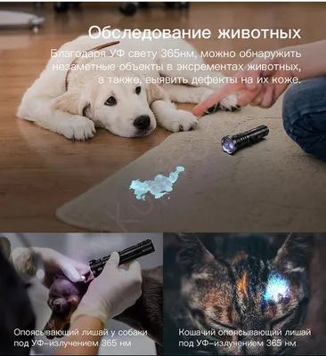 Осторожно-лишай, что нужно знать владельцам домашних животных | Localvet.ru  | Дзен