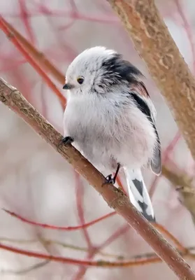 Длиннохвостая синица или ополовник, лесные птицы, Long tailed tomtit,  forest birds - YouTube