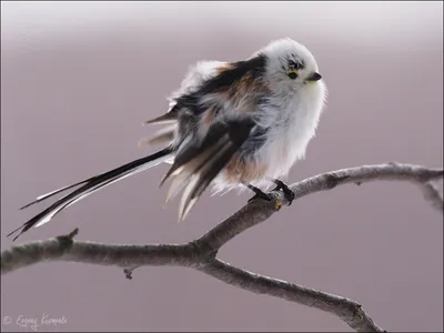 Любители птиц - Длиннохвостая синица (ополовник)... | Facebook