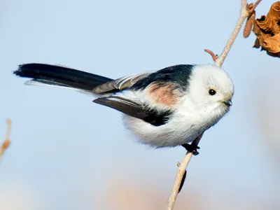 Ополовник (Aegithalos caudatus)