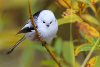 Фотогалерея - Птицы (Aves) - Длиннохвостая синица, или ополовник  (Aegithalos caudatus) - Природа Республики Мордовия