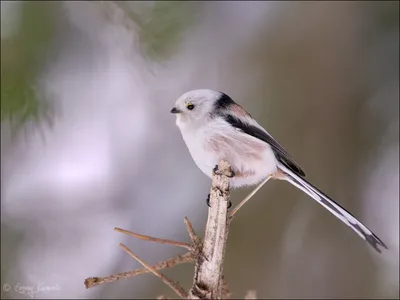 Птица - Ополвник (Длиннохвостая синица) | Природа тайм | Дзен