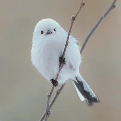 Маленькая белая птица с длинным хвостом - 71 фото