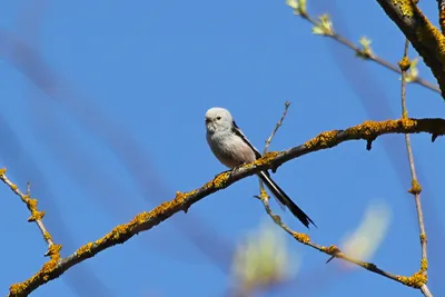 Длиннохвостая синица или Ополовник (Aegithalos caudatus) | Flickr