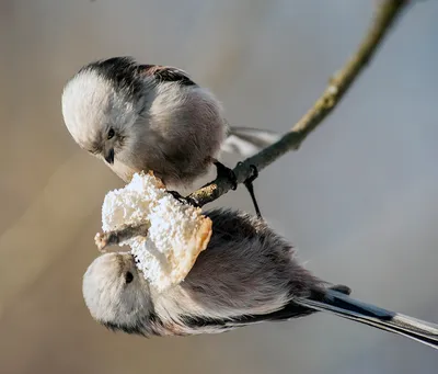 Голоса птиц Как поёт Синица длиннохвостая Aegithalos caudatus - YouTube