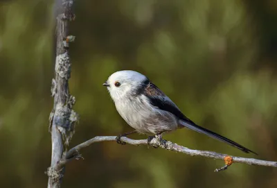 Ополовник или длиннохвостая синица | Птицы 2015 ( Все альбомы ) |  Фотографии природы и птиц Сахалина