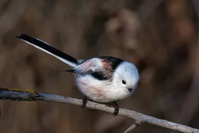 Ополовник (Aegithalos caudatus). Птицы Сибири.