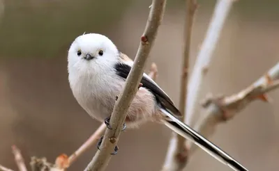 На японском острове обитают крошечные птички, похожие на летающие ватные  шарики - Рамблер/новости