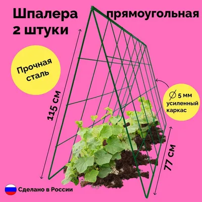 Как ухаживать за клематисом: посадка и уход за клематисом | АгроМаркет24