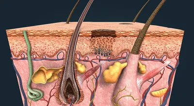 Лечение рака кожи: стадии заболевания, диагностика и методы терапии при  онкологии кожи