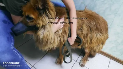 Опухоль размером с дыню: в Калининграде собирают средства на операцию собаке,  которая годами терпела боль - Новости Калининграда