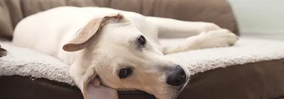 Синдром Кушинга у собак: вчера и сегодня – научные статьи о ветеринарии  животных