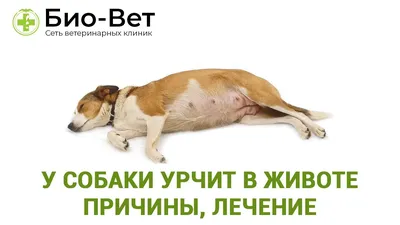 Онкологическое уплотнение. Удаление жировиков у кошек и собак.  Онкологические заболевания у собак- лечение в Москве.