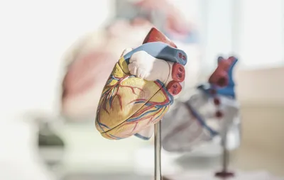 Рак сердца - симптомы, причины, стадии и продолжительность жизни