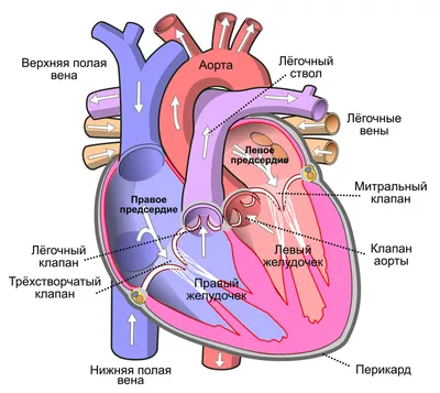 Опухоли сердца - презентация онлайн