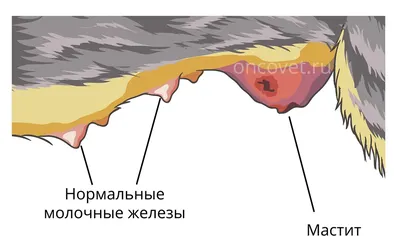 Шишка у кошки: на животе, шее, голове и других местах: симптомы, лечение  опухоли