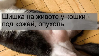 Опухоли молочных желез у собак и кошек.