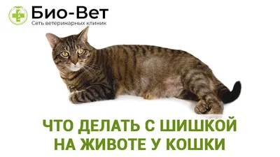 Шов после стерилизации кошки 🐱 как выглядит, чем обрабатывать, что делать  если разошелся