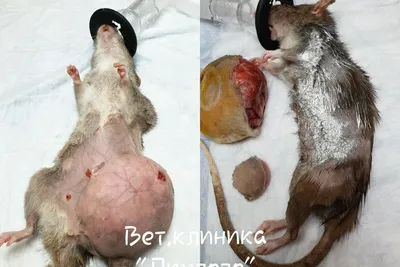 Ветеринары удалили домашней крысе опухоль размером с яблоко - 25 декабря  2019 - НГС24